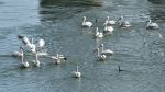 Dalmatian Pelicans Pelecanus crispus in Serbia Milorad Drca